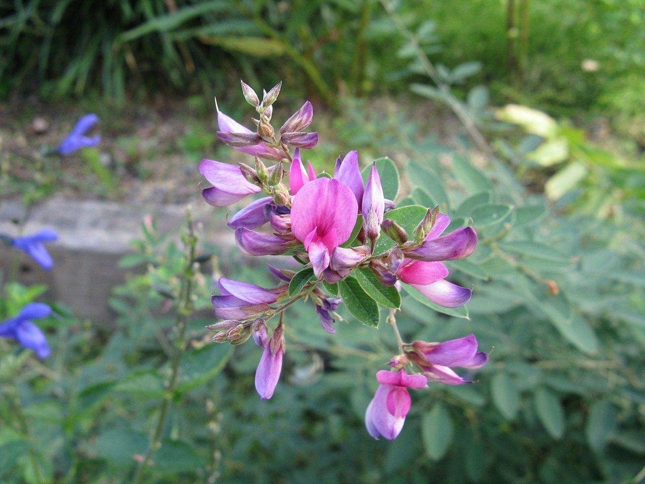 萩の花(写真: KENPEI / Wikimedia Commons, CC BY-SA 3.0)